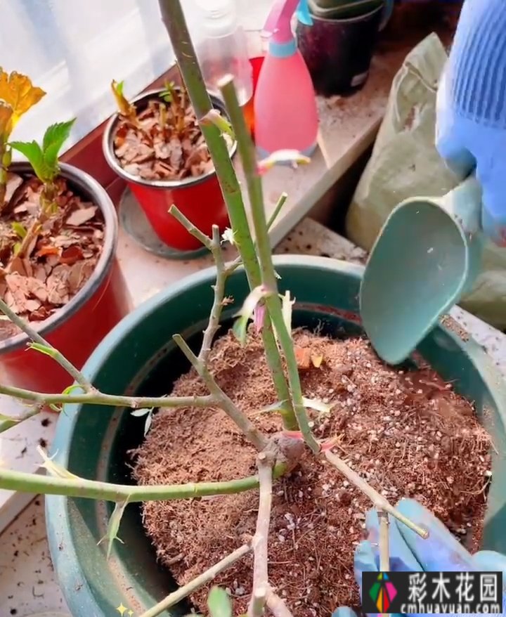 封闭的阳台,打造一朵玫瑰花园,只要找对了方法,封闭的阳台依然会绽放成花的海洋。