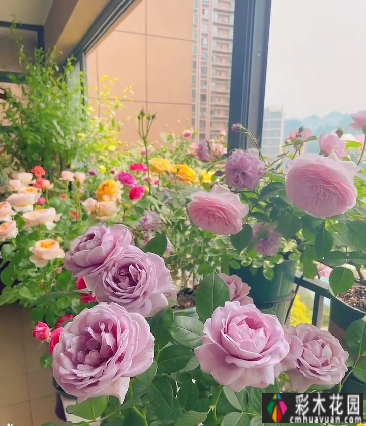 封闭的阳台,打造一朵玫瑰花园,只要找对了方法,封闭的阳台依然会绽放成花的海洋。