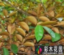 农村别墅庭院设计：展现独特自然魅力