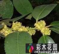 联排别墅花园设计：创造宜居的户外空间